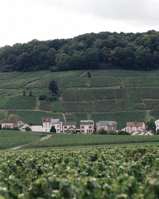 champagne grape farm french landscape green forest in background and small village