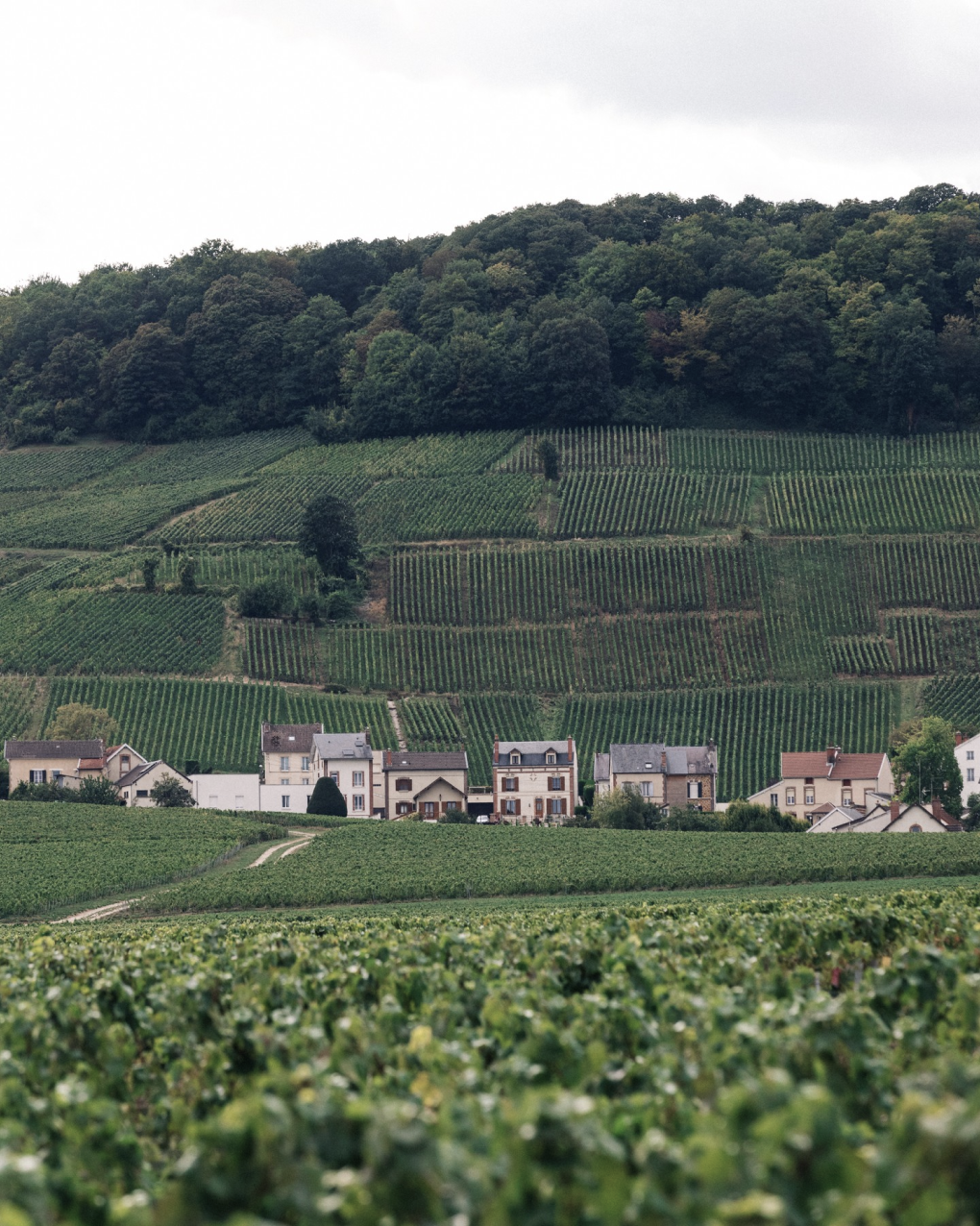 champagne grape farm french landscape green forest in background and small village